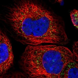 ACOX3 Antibody, Novus Biologicals:Antibodies:Primary Antibodies