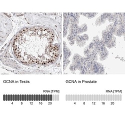 ACRC Antibody, Novus Biologicals:Antibodies:Primary Antibodies