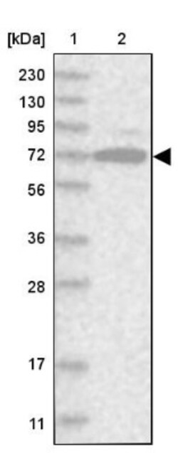ACRC Antibody, Novus Biologicals:Antibodies:Primary Antibodies