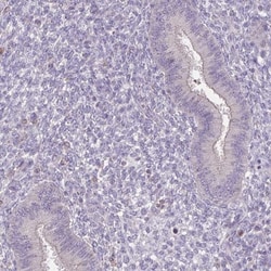 ACTRT2 Antibody, Novus Biologicals:Antibodies:Primary Antibodies