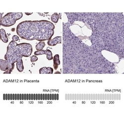 ADAM12 Antibody, Novus Biologicals:Antibodies:Primary Antibodies