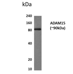 ADAM15 Antibody (MM0078-9H34) - Azide and BSA Free, Novus Biologicals:Antibodies:Primary