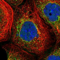 ADAMTSL2 Antibody, Novus Biologicals 0.1mL; Unlabeled:Antibodies, Polyclonal
