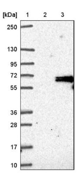 ADCK5 Antibody, Novus Biologicals:Antibodies:Primary Antibodies