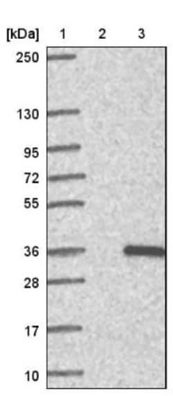 ADO Antibody, Novus Biologicals 25 &mu;L; Unlabeled:Antibodies, Polyclonal