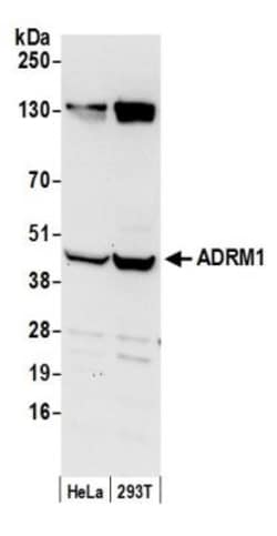 ADRM1 Antibody, Novus Biologicals 0.1mg; Unlabeled:Antibodies