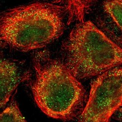 AF9 Antibody, Novus Biologicals 0.1mL; Unlabeled:Antibodies, Polyclonal