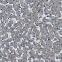 AFAP Antibody, Novus Biologicals 0.1mL; Unlabeled:Antibodies, Polyclonal