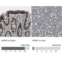 AFAP Antibody, Novus Biologicals 0.1mL; Unlabeled:Antibodies, Polyclonal