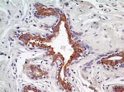 AG-2/AGR2 Antibody (10E2) - BSA Free, Novus Biologicals 0.1mg; Unlabeled:Antibodies,