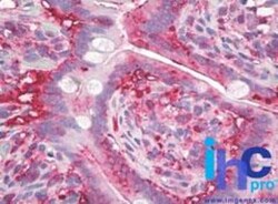 AG-2/AGR2 Antibody (10E2) - BSA Free, Novus Biologicals 0.1mg; Unlabeled:Antibodies,