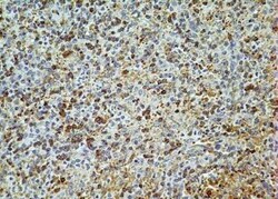 AG-2/AGR2 Antibody (10E2) - BSA Free, Novus Biologicals 0.1mg; Unlabeled:Antibodies,