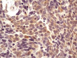 AG-2/AGR2 Antibody (10E2) - BSA Free, Novus Biologicals 0.1mg; Unlabeled:Antibodies,