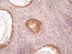 AG-2/AGR2 Antibody (10E2) - BSA Free, Novus Biologicals 0.1mg; Unlabeled:Antibodies,