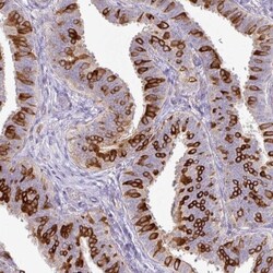 AG-3/AGR3 Antibody, Novus Biologicals:Antibodies:Primary Antibodies