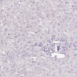 AG-3/AGR3 Antibody, Novus Biologicals:Antibodies:Primary Antibodies