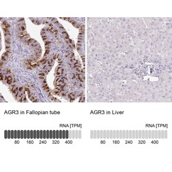AG-3/AGR3 Antibody, Novus Biologicals:Antibodies:Primary Antibodies