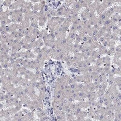 AGAP2 Rabbit anti-Human, Polyclonal, Novus Biologicals 100 &mu;g; Unconjugated:Antibodies,