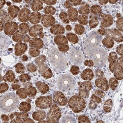 AGFG2 Antibody, Novus Biologicals:Antibodies:Primary Antibodies