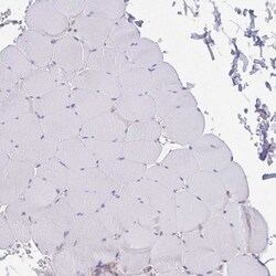 AGFG2 Antibody, Novus Biologicals:Antibodies:Primary Antibodies