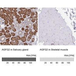 AGFG2 Antibody, Novus Biologicals:Antibodies:Primary Antibodies