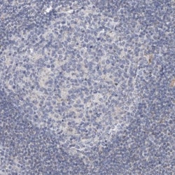 AGMAT Antibody, Novus Biologicals:Antibodies:Primary Antibodies
