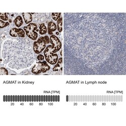 AGMAT Antibody, Novus Biologicals:Antibodies:Primary Antibodies
