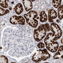 AGMAT Antibody, Novus Biologicals:Antibodies:Primary Antibodies