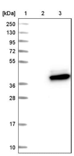 AGMAT Antibody, Novus Biologicals:Antibodies:Primary Antibodies