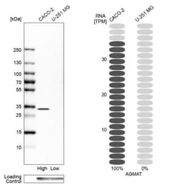 AGMAT Antibody, Novus Biologicals:Antibodies:Primary Antibodies