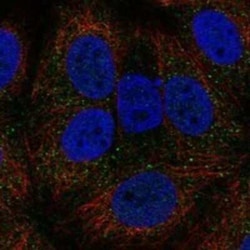 AGO1/EIF2C1 Rabbit anti-Human, Polyclonal, Novus Biologicals:Antibodies:Primary