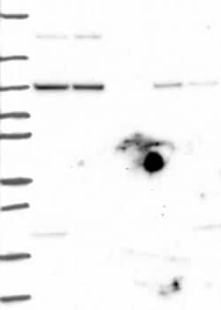 AGO1/EIF2C1 Rabbit anti-Human, Polyclonal, Novus Biologicals:Antibodies:Primary