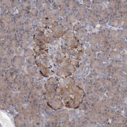 AGPS Antibody, Novus Biologicals:Antibodies:Primary Antibodies