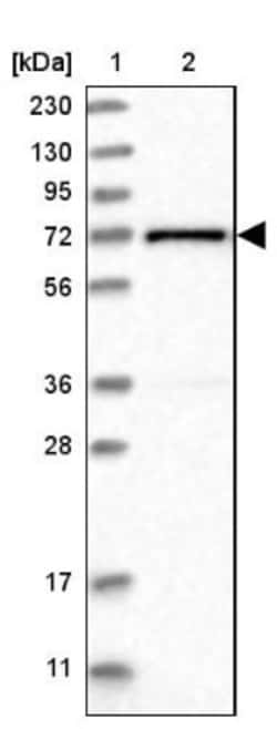 AGPS Antibody, Novus Biologicals:Antibodies:Primary Antibodies