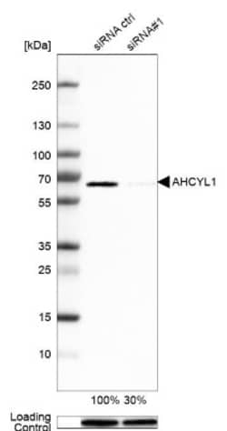 AHCYL1 Antibody, Novus Biologicals 0.1mL; Unlabeled:Antibodies, Polyclonal