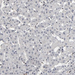 AHNAK2 Antibody, Novus Biologicals 25 &mu;L; Unlabeled:Antibodies, Polyclonal