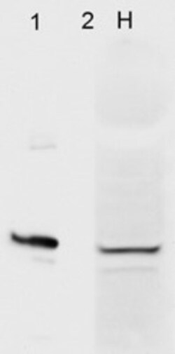 AHSA1 Antibody (4H9-D7), Novus Biologicals 0.025 mg, Unconjugated:Antibodies,