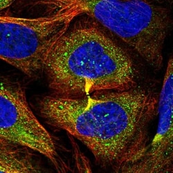 AHSA2 Antibody, Novus Biologicals:Antibodies:Primary Antibodies