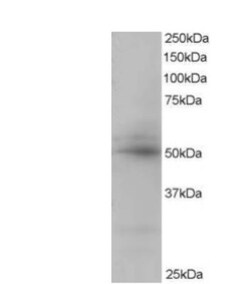 AIBZIP Antibody, Novus Biologicals 0.1mg; Unlabeled:Antibodies, Polyclonal