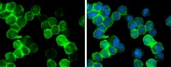 AIF-1/Iba1 Antibody, Novus Biologicals 0.1mg; Unlabeled:Antibodies, Polyclonal