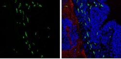 AIF-1/Iba1 Antibody, Novus Biologicals 0.1mg; Unlabeled:Antibodies, Polyclonal
