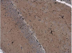 anti-AIF-1/Iba1, Polyclonal, Novus Biologicals 0.1mL; Unlabeled, Quantity:
