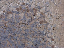 anti-AIF-1/Iba1, Polyclonal, Novus Biologicals 0.1mL; Unlabeled, Quantity: