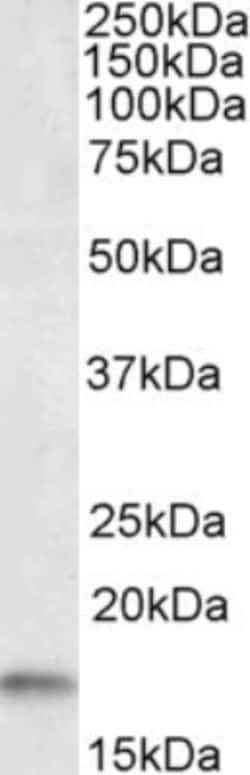 AIF-1/Iba1 Antibody, Novus Biologicals 0.1mg; Unlabeled:Antibodies, Polyclonal