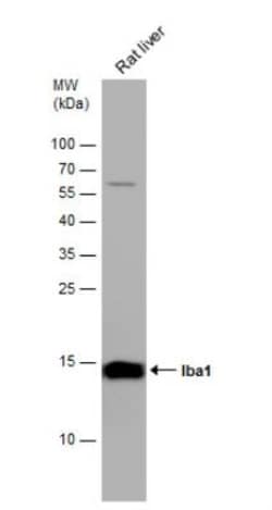 anti-AIF-1/Iba1, Polyclonal, Novus Biologicals 0.1mL; Unlabeled, Quantity: