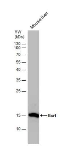 AIF-1/Iba1 Antibody, Novus Biologicals 0.1mg; Unlabeled:Antibodies, Polyclonal