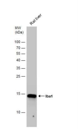 AIF-1/Iba1 Antibody, Novus Biologicals 0.1mg; Unlabeled:Antibodies, Polyclonal