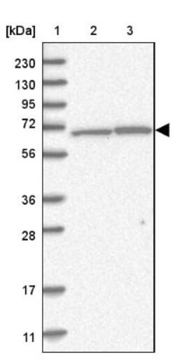 AIF Antibody, Novus Biologicals 0.1mL; Unlabeled:Antibodies, Polyclonal
