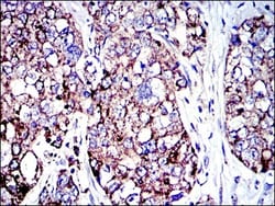 AIF Antibody (4E7), Novus Biologicals 0.1mL; Unlabeled:Antibodies, Monoclonal