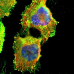 AKAP12 Antibody, Novus Biologicals:Antibodies:Primary Antibodies